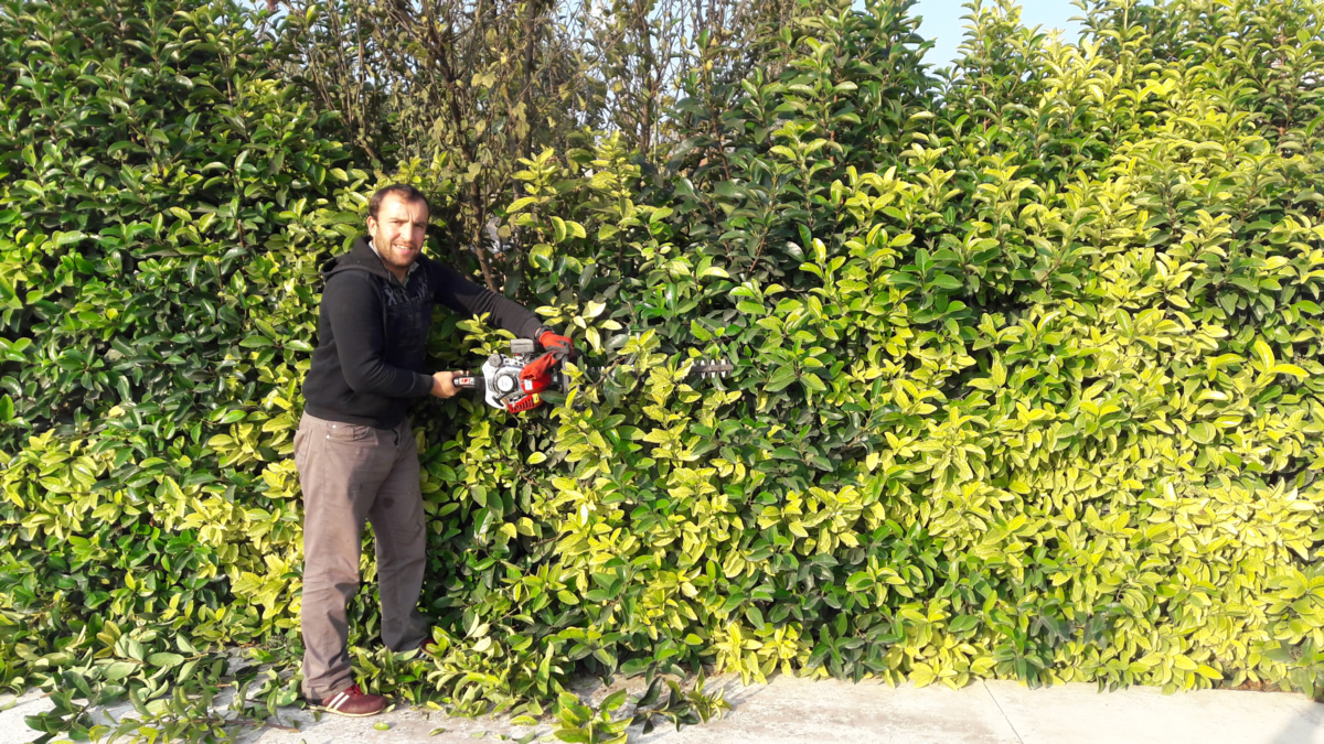 Limoni selvi , lisidyum , leylandi budama